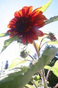 sunflower