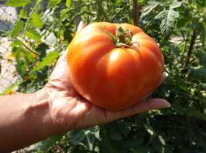 BIGTomato2