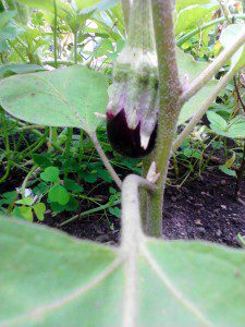 Baby Eggplant