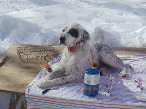 DogOnTable - Photo by JP Campbell