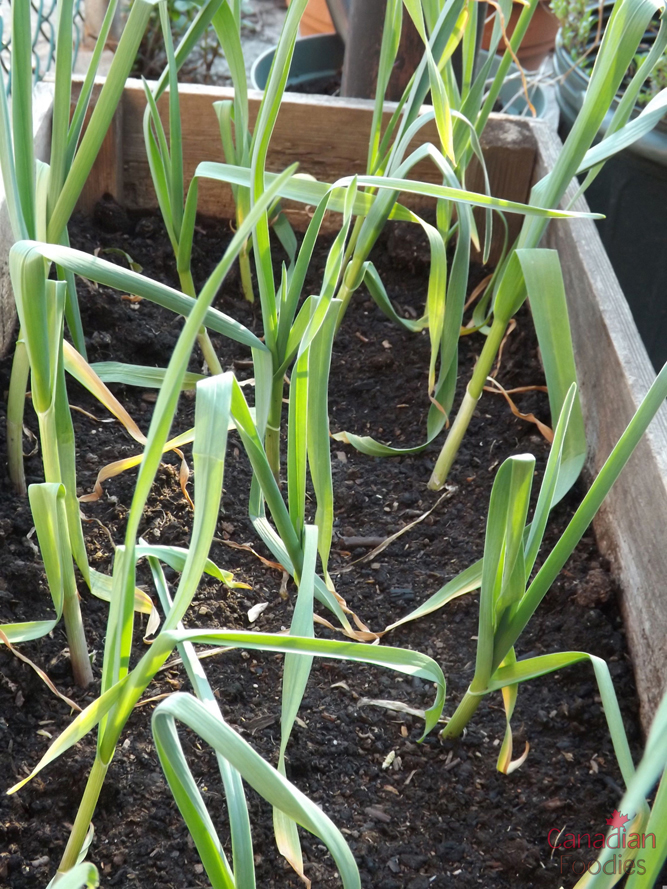 Garlic in the garden