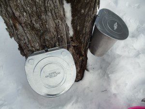 Sugarbush pails Photo by JP Campbell