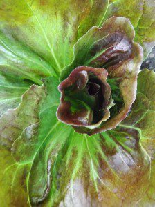 Radicchio