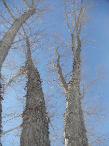 Trees - Photo by JP Campbell