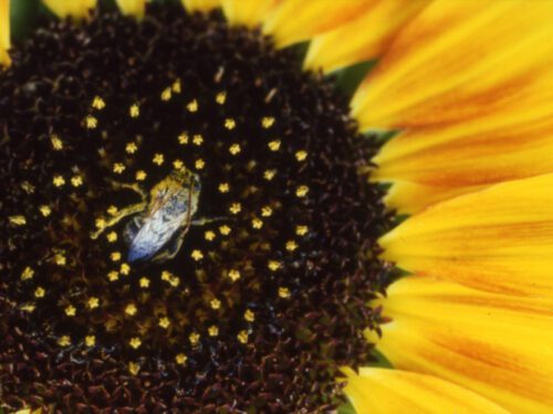 Sunflower Bee
