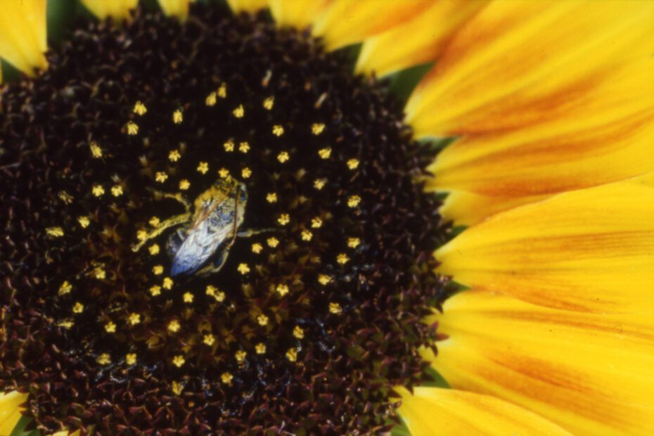 Sunflower Bee