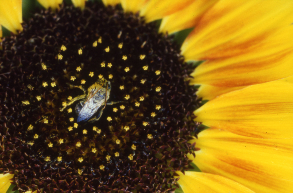 Sunflower Bee