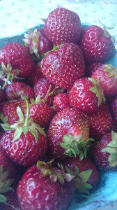 Strawberries at Lester's Farm Market