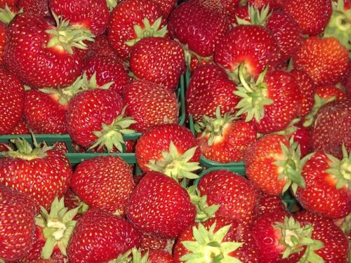 Fresh Ontario Strawberries