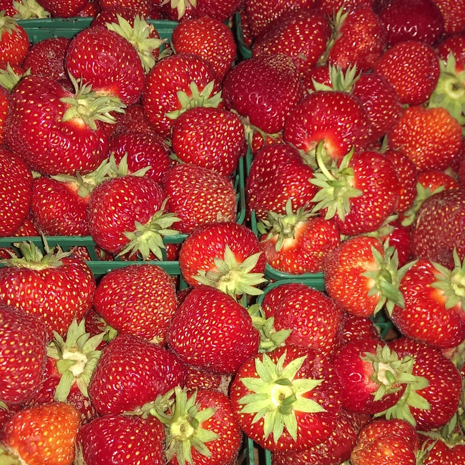 Fresh Ontario Strawberries