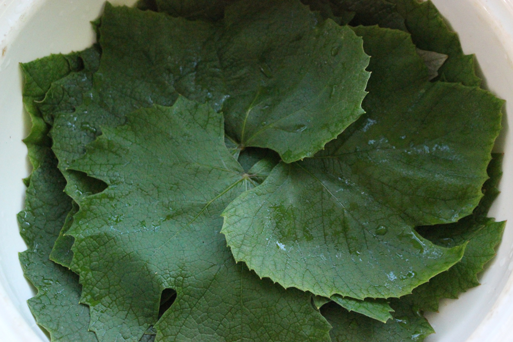 Vine Leaves before cooking with boiling water