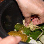 Stacking dolmathes, rolled greek grape leaves, in the pot