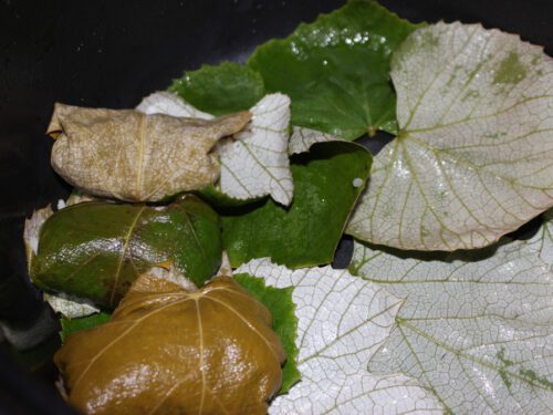 Bed of grape leaves for the rolled dolmathes
