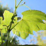 Vine Leaves