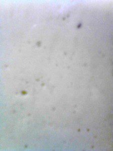 Yeast Day 3, six hours after the flour was added