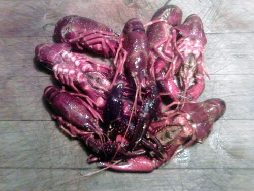 Crawdads (or Crayfish)