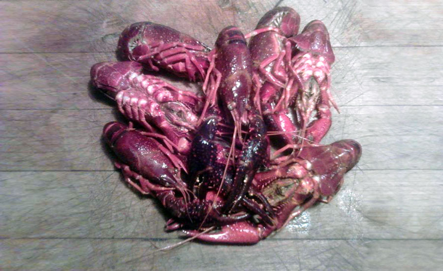 Crawdads (or Crayfish)