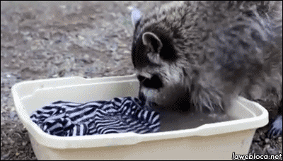 Racoon handmaidens