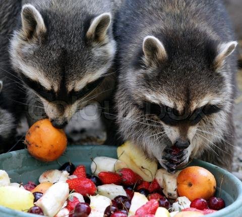 Helpful racoons washing produce