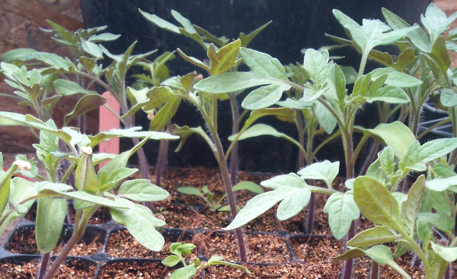 1.These seedlings have a slightly blueish tinge, indicating that they've begun to lack nutrient.
