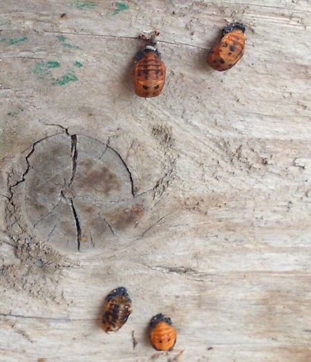 Pupa larvae, 7-spot ladybug