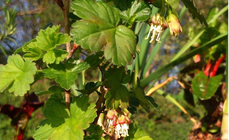 The Worcesterberry was once a valuable member of the allotment. Its naturally dense growth and spikey thorn acted as a deterrent shielding crops from predators, but it's nearly forgotten now as gardeners seek out and favour new thorn-less breeds which are easier to harvest.
