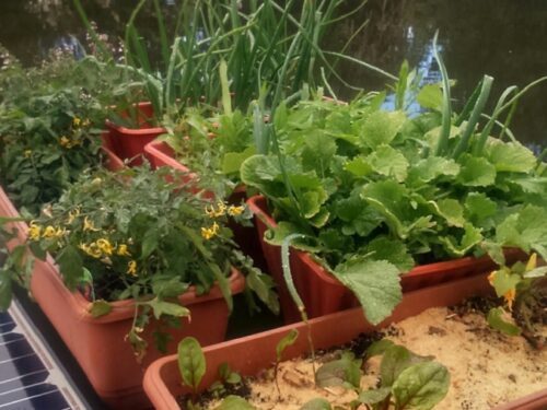 By planting early and late maturing varieties, I've managed 13 types of herbs and vegetables as well as wild flowers in a 1.5sqm space.
