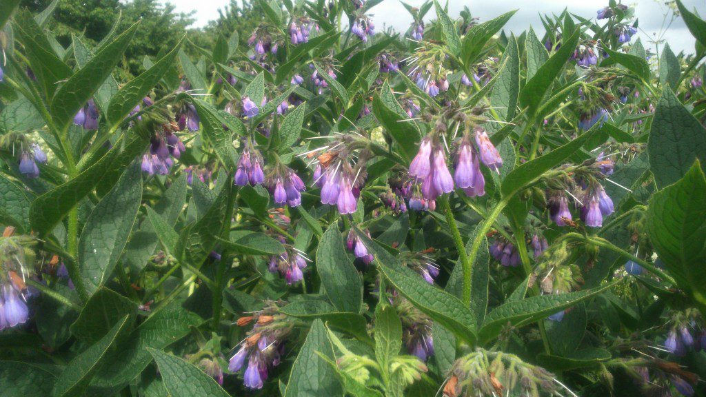 Common wild comfrey also known as Quaker's comfrey or knitbone.