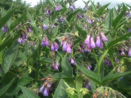 Common wild comfrey also known as Quaker's comfrey or knitbone.