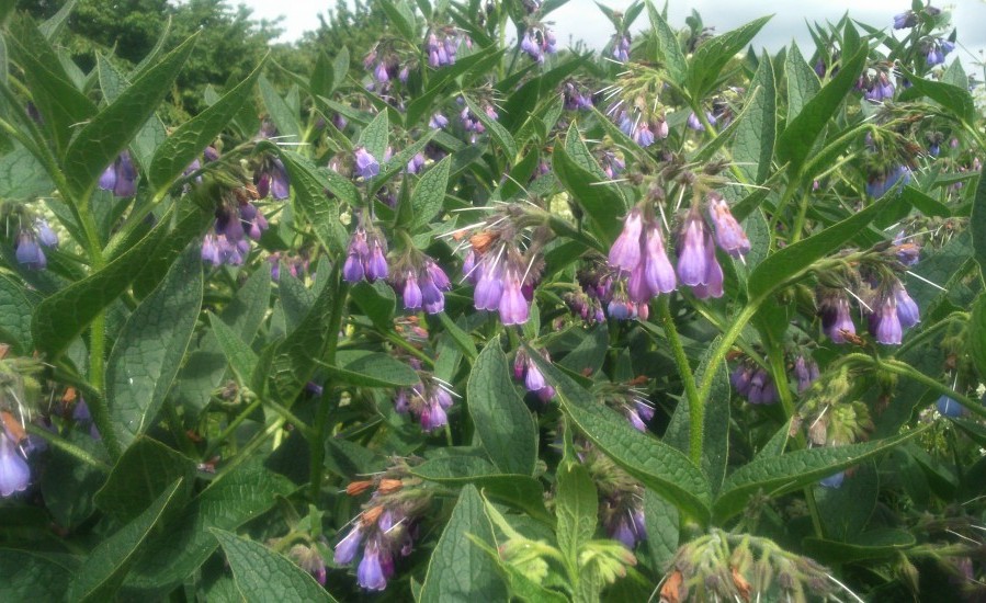 Common wild comfrey also known as Quaker's comfrey or knitbone.