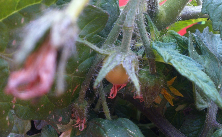 first tomato of the season