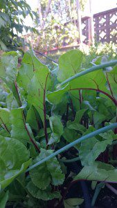 Beet Greens in the garden...
