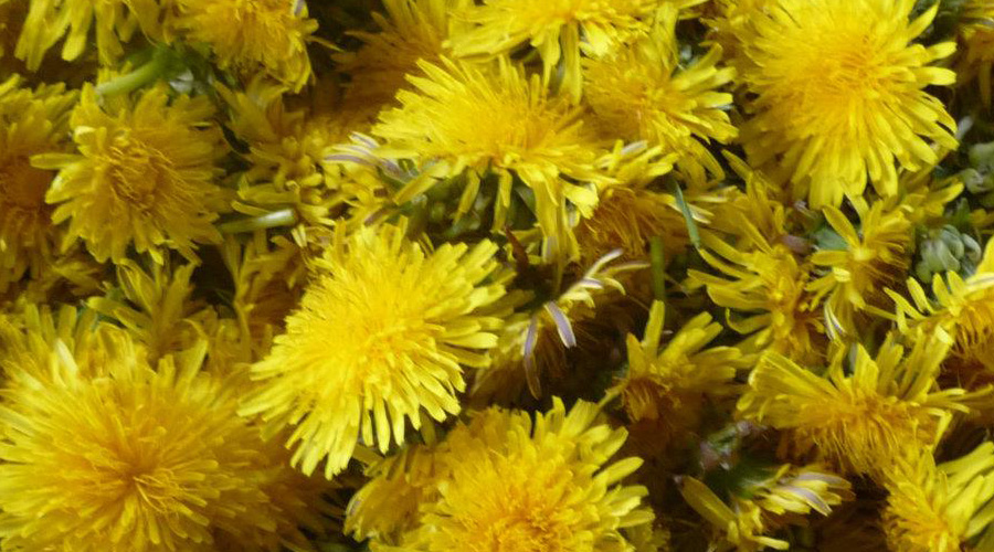 Dandelion Flowers