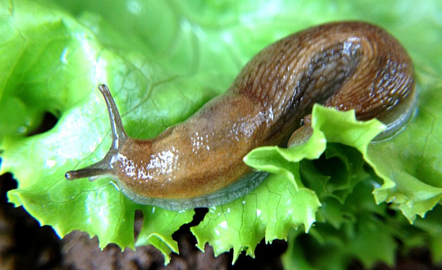 Slug photo by https://www.allaboutslugs.com
