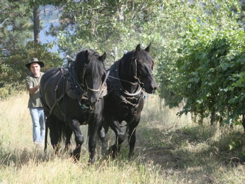 Vineyard Work with Draft Horses