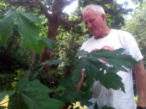 Larry Fiege of Fiege's Farm BC Big Leaf Maple Syrup