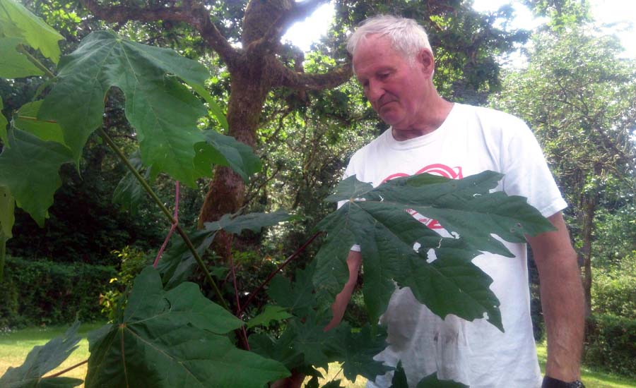 Larry Fiege of Fiege's Farm BC Big Leaf Maple Syrup
