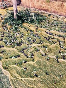 Olives in netting on ground