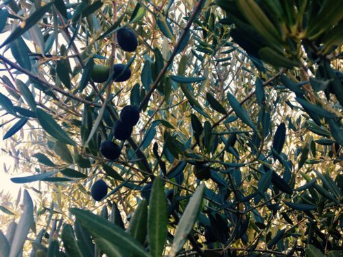 Olive Tree