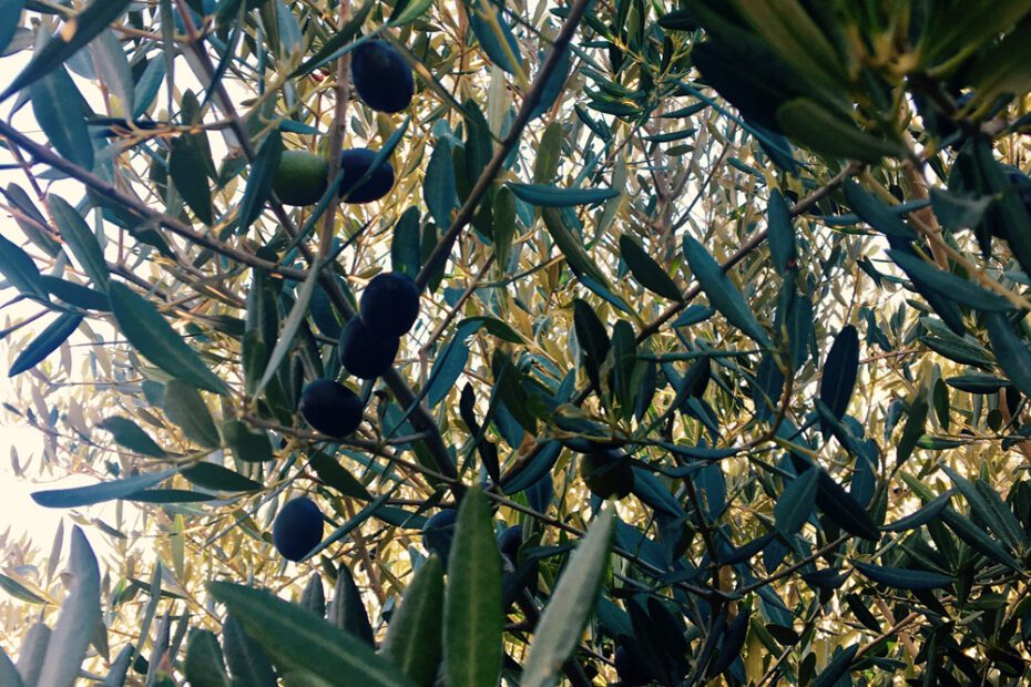 Olive Tree