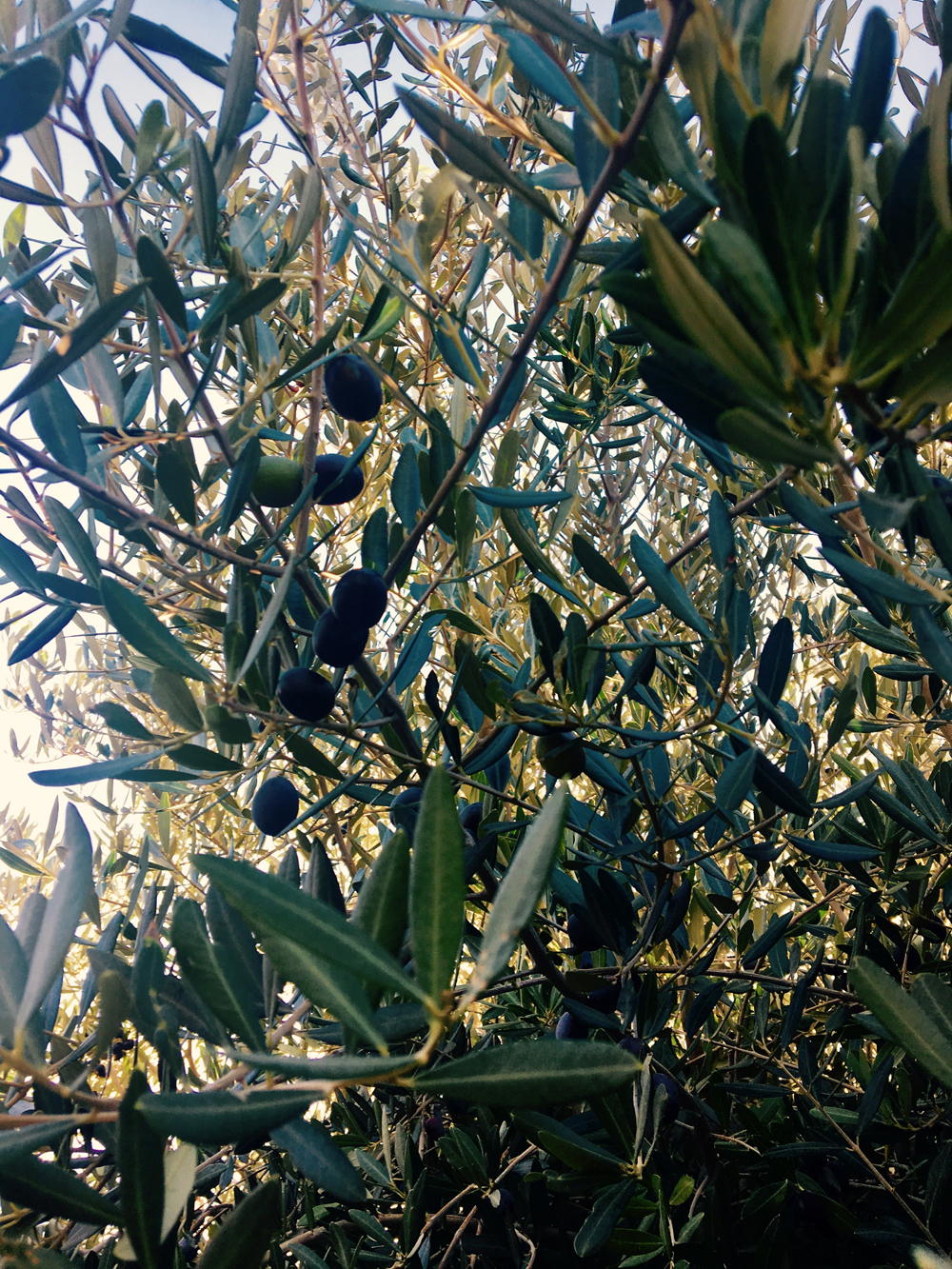 Olive Tree