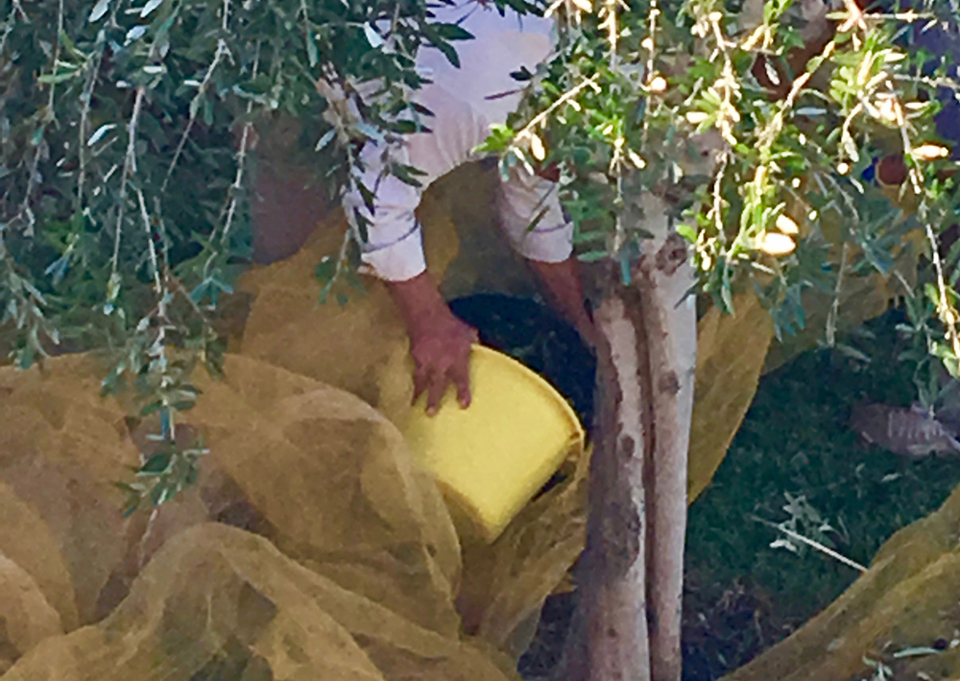 Gathering the olives into containers