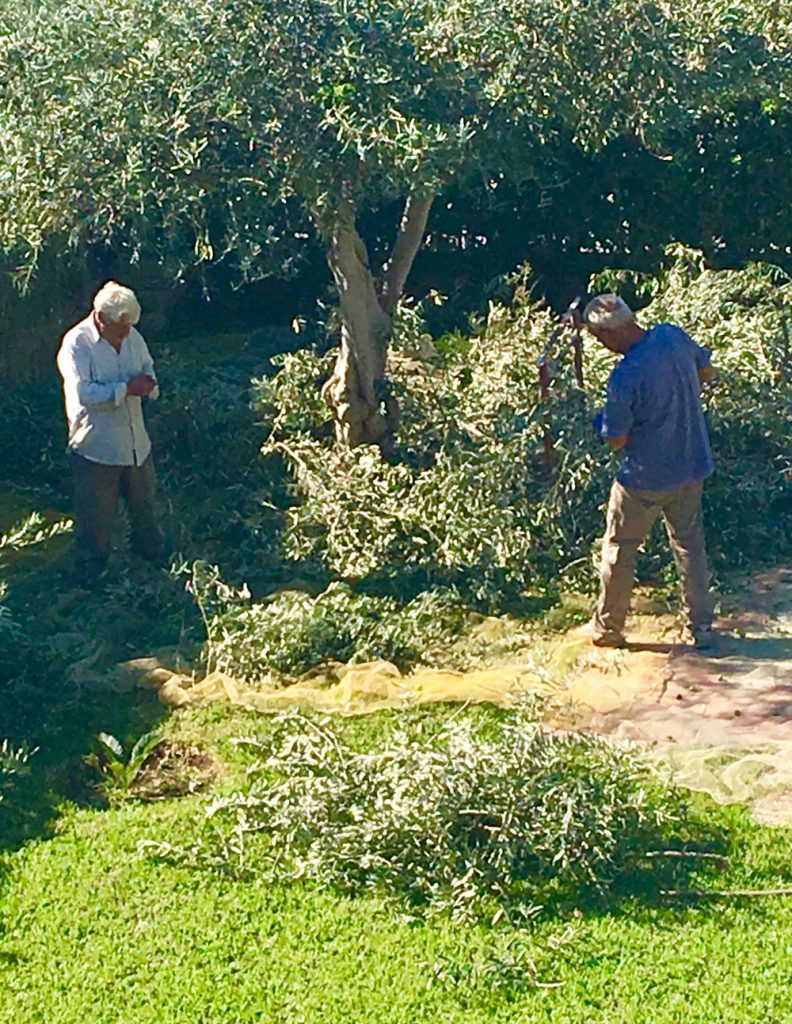 Pruning the trees
