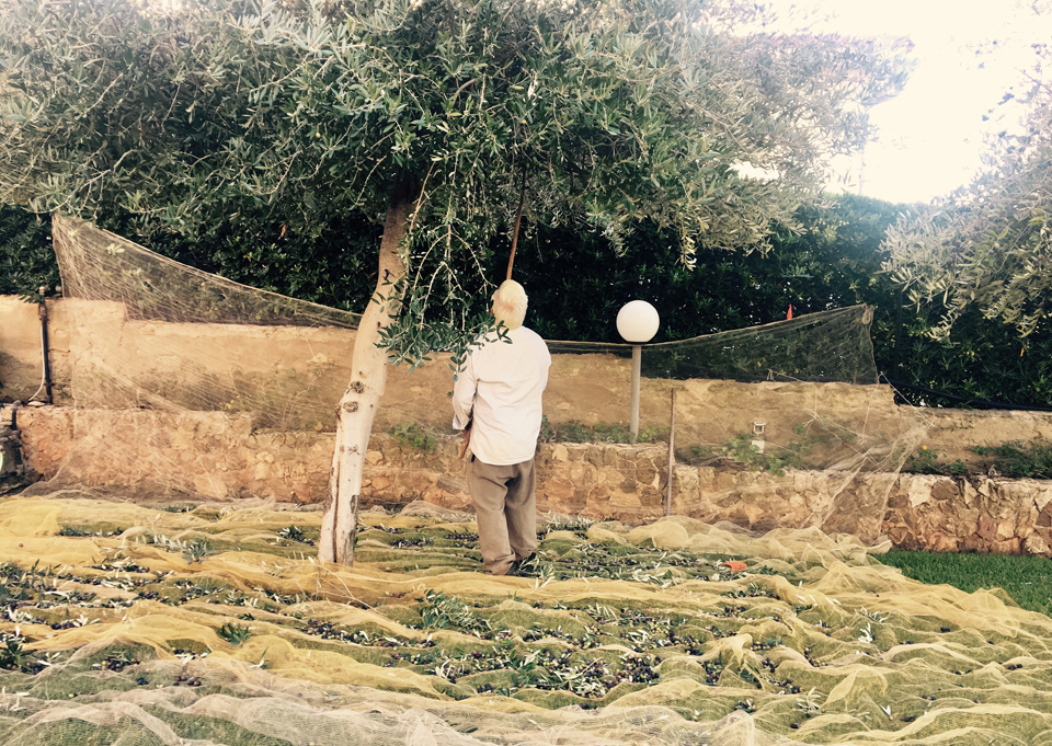 Picking olives by shaking the branches