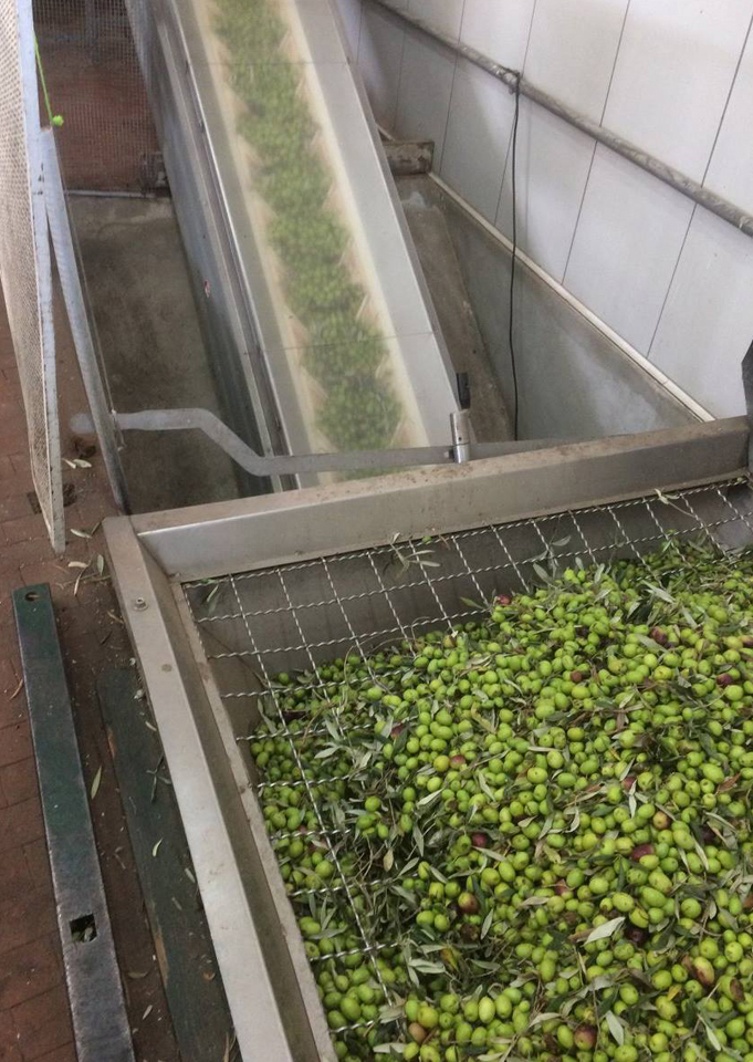 Grading olives on a conveyor