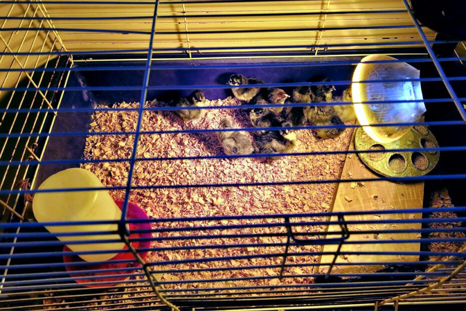 Chicken babies in the bathroom