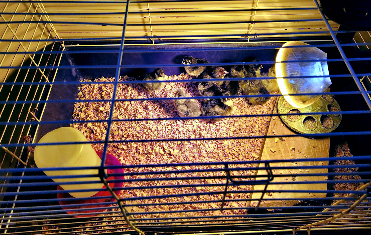 Chicken babies in the bathroom