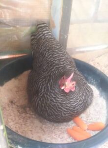 Biggie brooding her first clutch