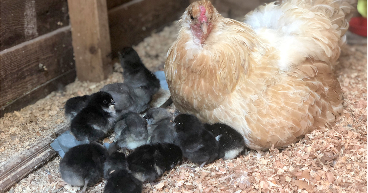 Cecily's Momma and chicken babies