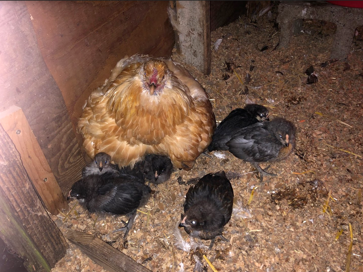 Baby chickies back with Mom